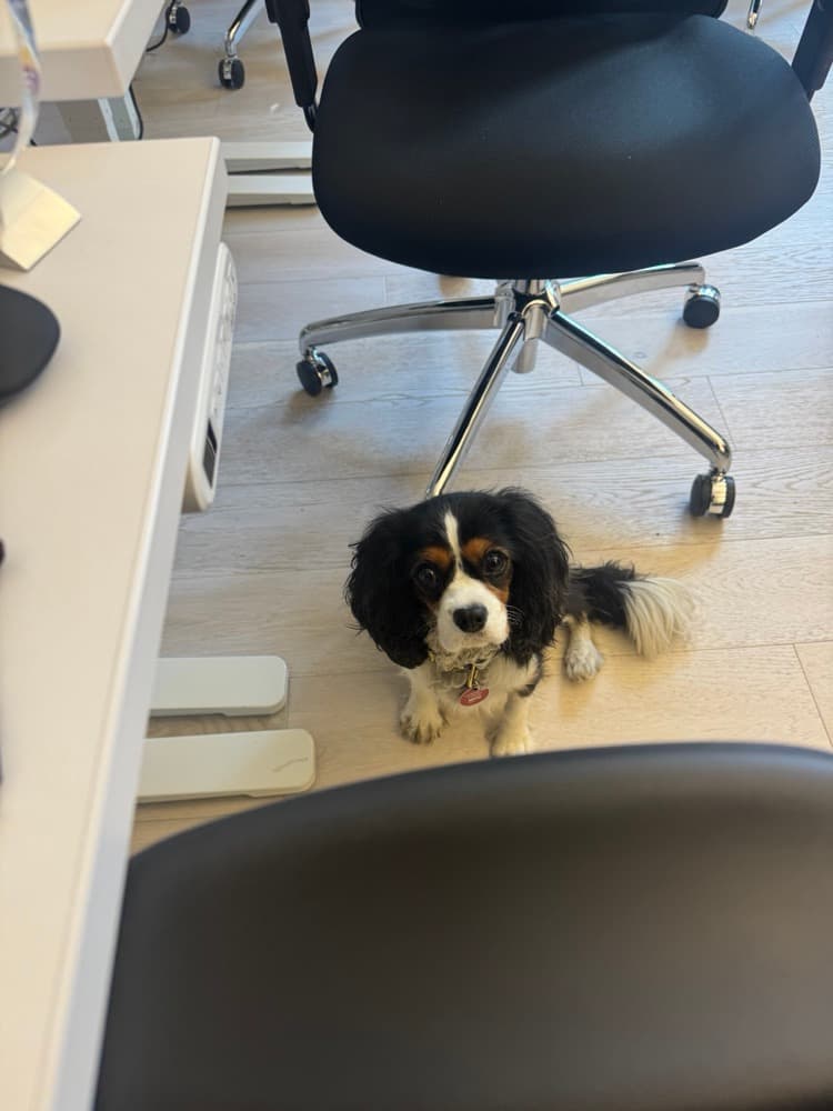 chief morale officer